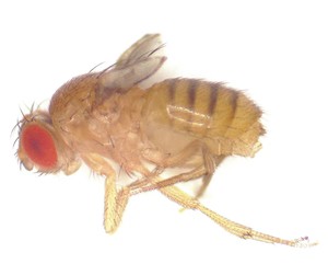 分离及自由组合定律探索实验专用果蝇