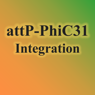 2.attP-PhiC31 Integration