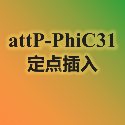 2.attP-PhiC31定点插入