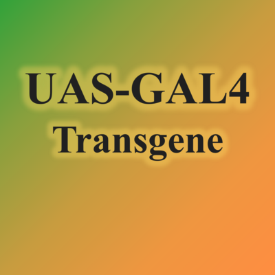 3.GAL4-UAS转基因