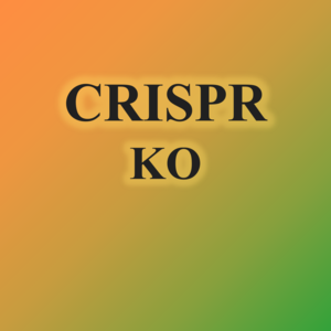 2.CRISPR KO