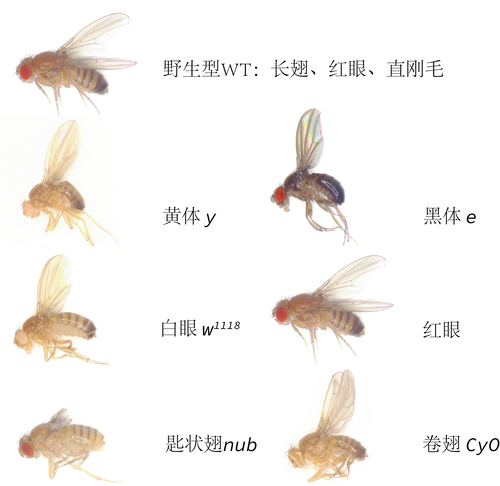 网站表型2.jpg