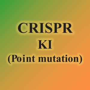 5.CRISPR KI(Point Mutation)